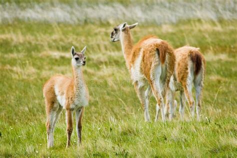 Guanacos Stock Photo - Image: 4034900