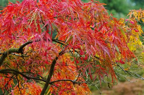 Growing Japanese Maples In Zone 7 - How To Care For Zone 7 Japanese Maples