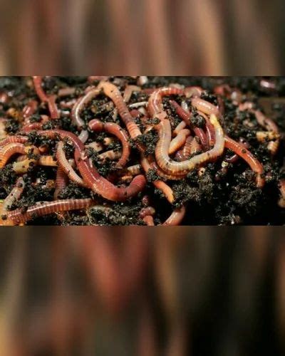 Eisenia fetida Composting Live Earthworms, 25 kg, Cloth Bag at Rs 299/kg in Lucknow