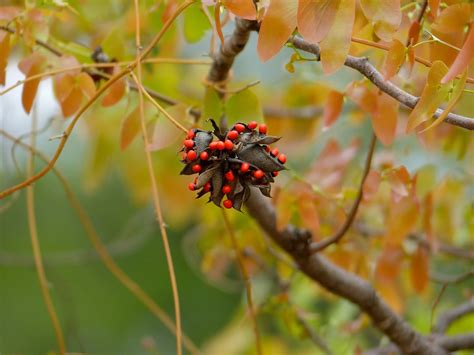 The 10 Most Poisonous Plants On Earth - ALLRefer