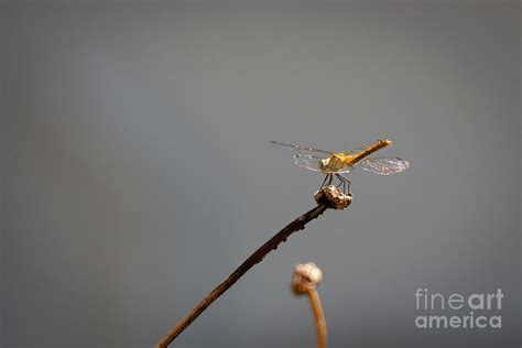 Gossamer Wings Photograph by Ian Walls - Pixels