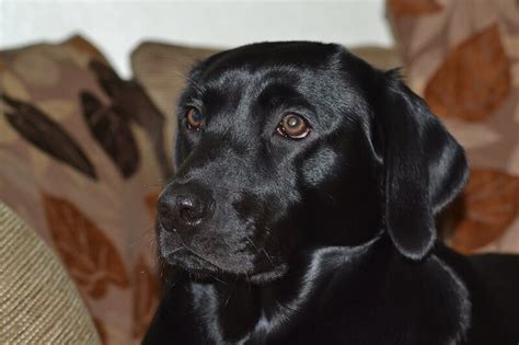 500 Black Lab Names - Popular Male and Female Names | PetPress