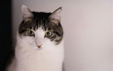 Close-up Photography of White and Black Tabby Cat · Free Stock Photo