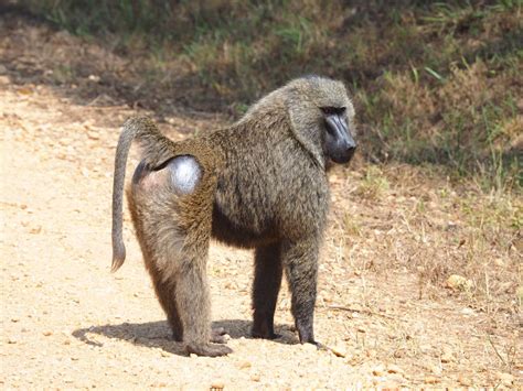 Baboon Sitting on Ground · Free Stock Photo