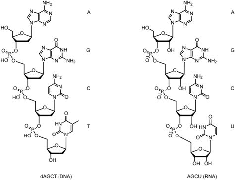 ATDBio - Nucleic Acids Book - Molecular weight and mass