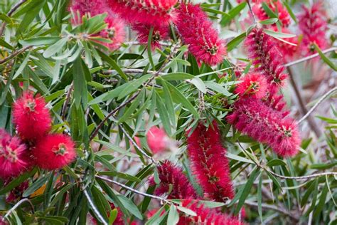 Bottlebrush Plant Pruning And Care: How To Grow A Bottlebrush | Bottlebrush plant, Plants ...