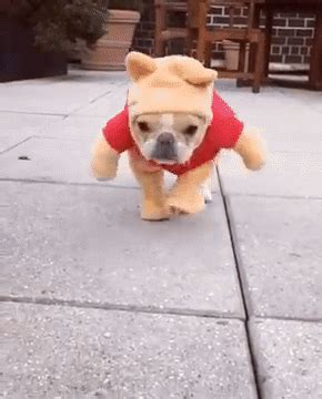 Think This French Bulldog Dressed As Winnie the Pooh Is Cute? | French bulldog, Dog halloween ...