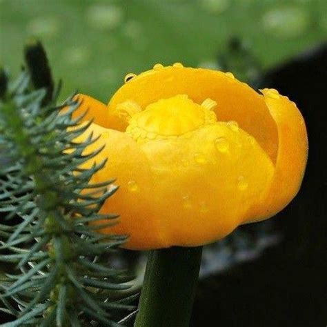 DWARF YELLOW WATER LILY Nuphar lutea – Ferri Seeds