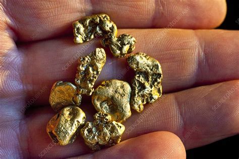 Gold nuggets - Stock Image - C014/4290 - Science Photo Library