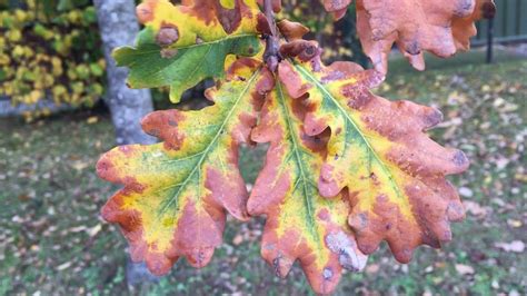 English Oak - leaves showing autumn colours - November 2018 | Oak leaves, Fall colors, Oak