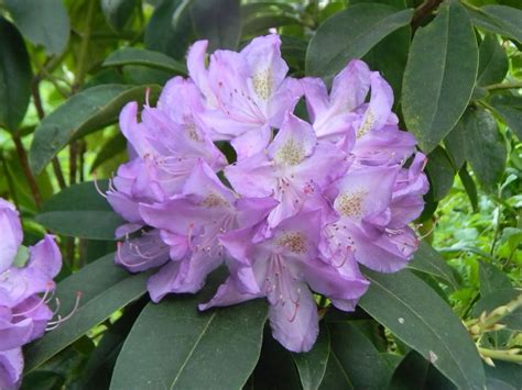 Patio, Lawn & Garden Plants, Seeds & Bulbs Rhododendron catawbiense ...