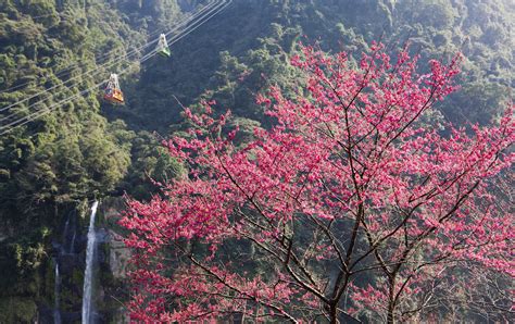 5 breathtaking places to view cherry blossoms in Taiwan - SilverKris