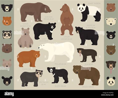 All world bear species in one set. Bears collection. Vector illustration Stock Vector Image ...