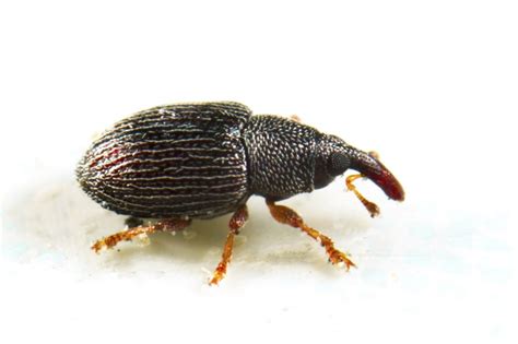 rice weevil control and treatments for the home and kitchen