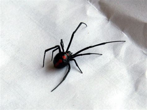 Black Widow Spider Wallpaper - WallpaperSafari