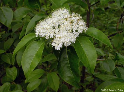 Viburnum lentago (Nannyberry): Minnesota Wildflowers