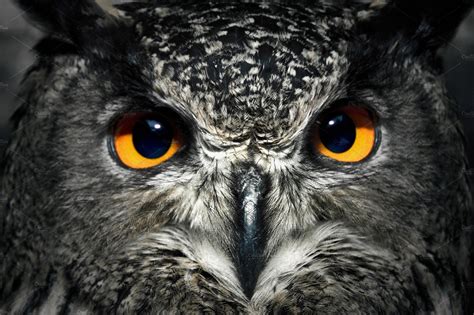 Owl eyes close up featuring nature, portrait, and owl | Owl photography ...