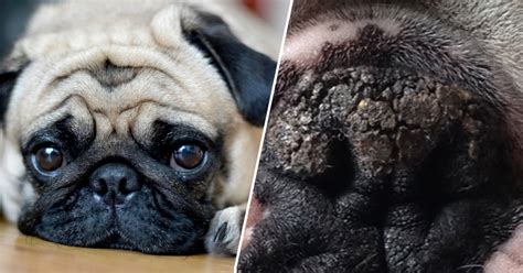 6 Natural Ingredients To Soothe Your Pug's Dry & Cracked Nose