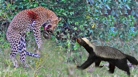 Leopard attack Honey Badger- Strong Honey Badger attacks Leopard to ...