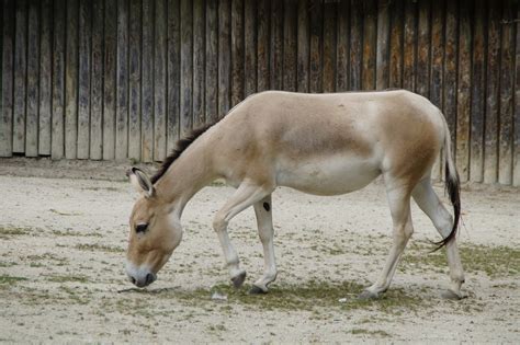 Download free photo of Onager,donkey,asian ass,zoo,equus hemionus - from needpix.com