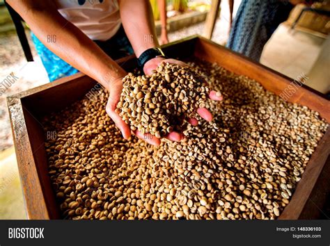 Dry Coffee Beans Image & Photo (Free Trial) | Bigstock