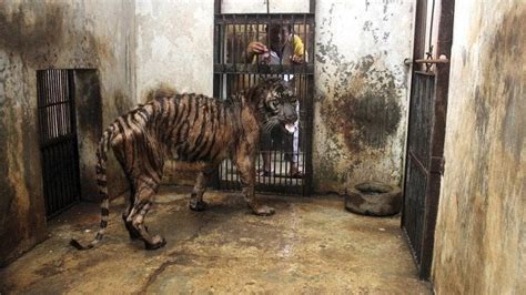 Petition · Shut down Surabaya Zoo - Australia · Change.org