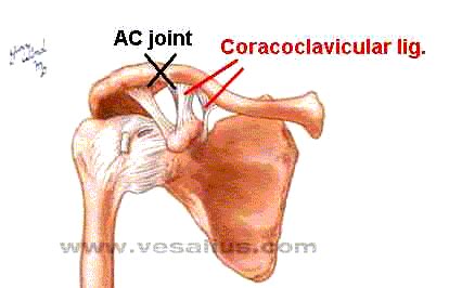 Coracoclavicular ligament