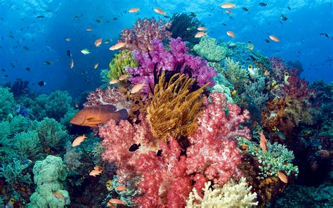 Half a trillion corals counted in the Pacific Ocean - Earth.com