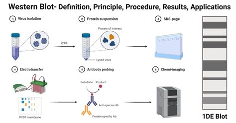 Western Blot Definition Western blot, also known as immunoblotting, is ...