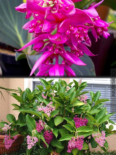 Malaysian Orchid Medinilla Myriantha – Kens-Nursery