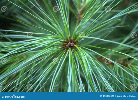 Pine Needles, Evergreen Forest Pine Tree Branch Spruce Close Up,, Boreal, Northern, Wilderness ...