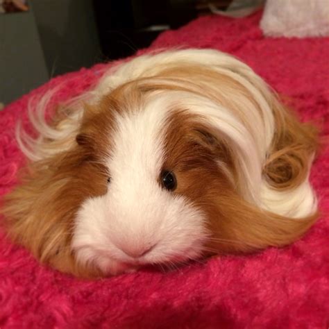 Pin on Cute guinea pigs