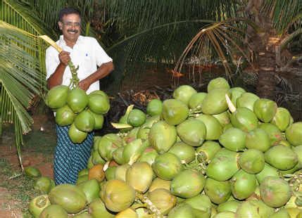 Kerala Agriculture : Latest news and update on Kerala Agriculture