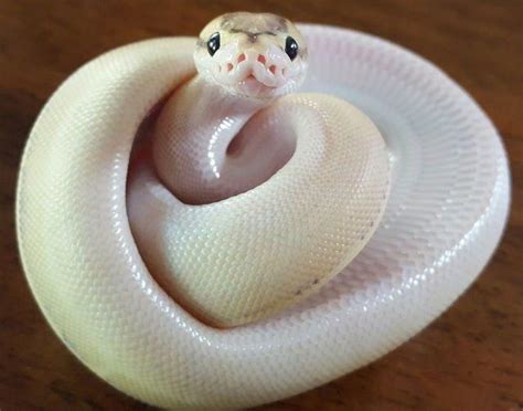 This friendly looking snake : r/aww