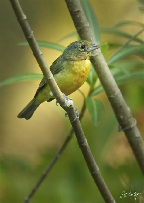 Painted Bunting Female Photograph by Phill Doherty - Fine Art America