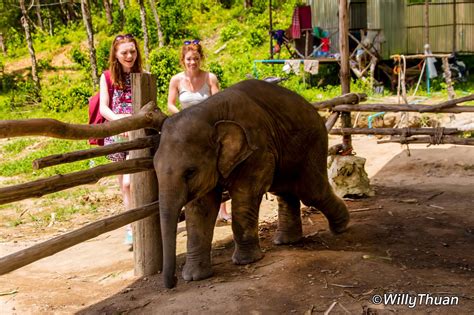 Elephant Jungle Sanctuary Phuket - PHUKET 101