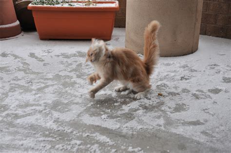 76 Animals Playing In Snow For The First Time | Bored Panda