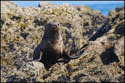 New Zealand Fur Seal Page