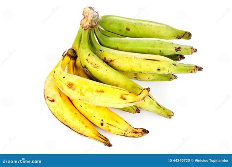 Plantain Stock Photo - Image: 44340720