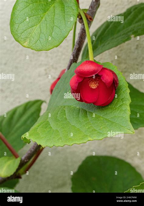 Schisandra grandiflora rubra hi-res stock photography and images - Alamy
