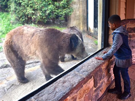 Akron Zoo offering free admission on Presidents Day - cleveland.com