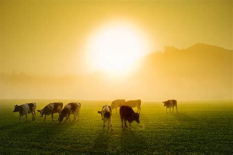 1,000+ Dairy Cow Sunset Stock Photos, Pictures & Royalty-Free Images ...