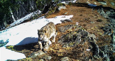 In this undated camera trap photo, a snow leopard at the Kishtwar National Park, in J&K’s ...