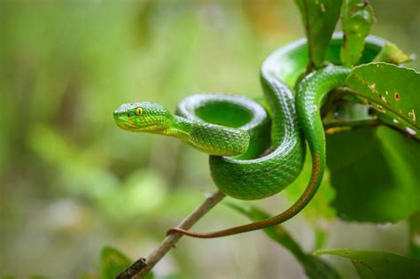 White-lipped pit viper (Trimeresurus albolabris)