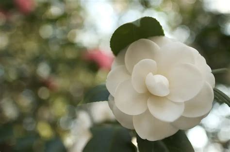 Camellias; the Southern Shade Loving Evergreen | Simply Living NC