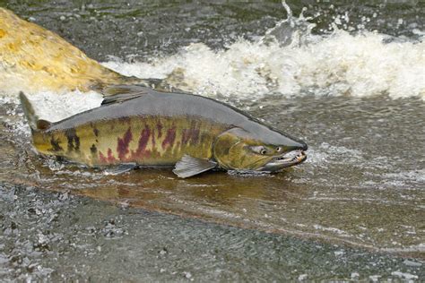 Spawning Chum Salmon | A returning Chum Salmon at the Suquam… | Flickr