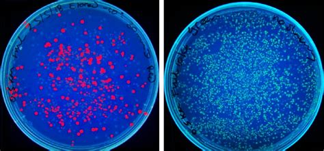 Synthetic biology kit – NCBE