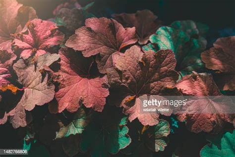 114 Aspen Trees Art Stock Photos, High-Res Pictures, and Images - Getty ...