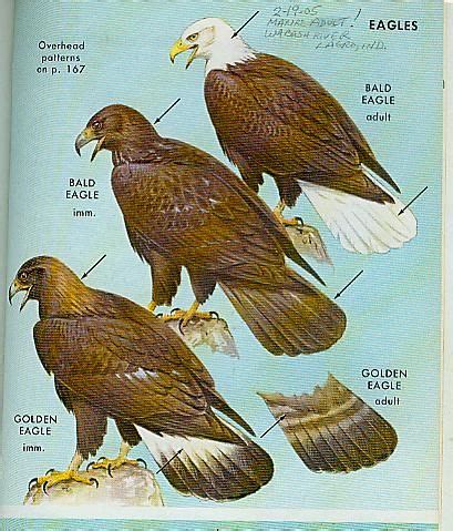 Eagle Gallery: Golden Eagle Vs Bald Eagle Size