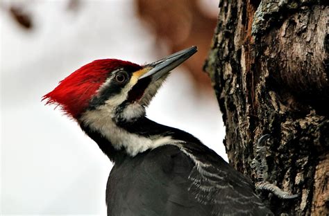 Pájaro carpintero (Guía informativa) - aViblog - El mejor contenido para los amantes de las aves